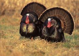 The value of turkey eggs differs if you are selling them as hatching eggs ($3 to $6 per egg) or if you are selling them for consumption. 5 Surprising Turkey Facts Live Science