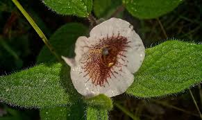 Image result for Ceratotheca sesamoides