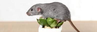 Quelles Sont Les Plantes Repulsives A Utiliser Contre Les Rongeurs Au Jardin Systeme Aquaponique Jardins