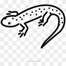 Click the salamander coloring pages to view printable version or color it online (compatible with ipad and android tablets). Salamander Coloring Page Gecko Hd Png Download 1000x1000 6380428 Pngfind
