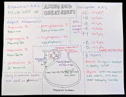 amino acid cheat sheet mcat