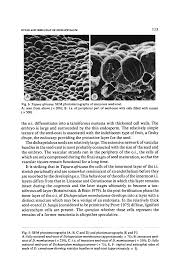 Image result for Dichapetalum madagascariense