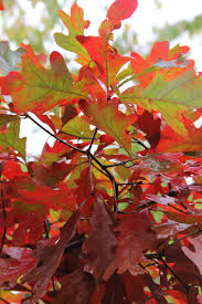 Image result for white oak leaf