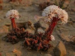 Image result for Crassula morrumbalensis