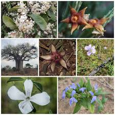 Image result for Cynanchum mossambicense