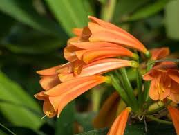 Denn diese kugel überzeugt durch ihre funktion als wasserspender für jede blume und pflanze. Clivia Miniata Eine Afrikanische Augenweide In Orange