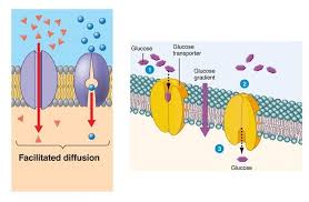 Talk2bio Passive And Active Cellular Transport Cellular Transportation Passive Transport