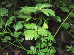 Image result for Apium graveolens