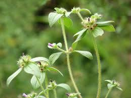 Image result for Melastomastrum