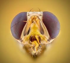 Pin On Flies