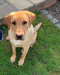 Fox Red Labrador available to stud