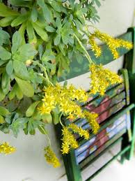 Il mcbain autore di gialli; Fiori Gialli Pianta Grassa Pane E Acqua Di Cristina