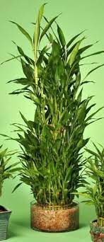 How To Take Care Of Lucky Bamboo Lucky Bamboo Plants Lucky Bamboo Bamboo Plants