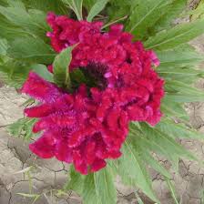 Image result for Celosia nervosa