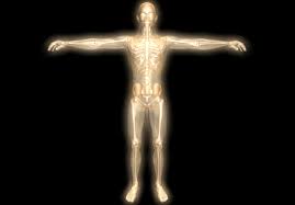 Resultado de imagen para cuerpo humano