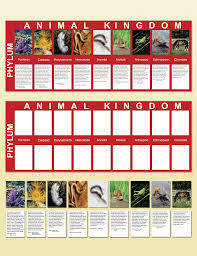 Animal Kingdom Charts Montessori Research Development
