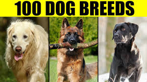 Dog Breeds List Of 100 Most Popular Dog Breeds In The World Youtube