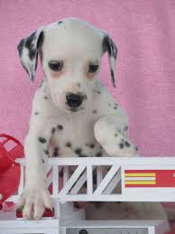 The dalmatian is a beautiful, iconic breed. Brave Dalmation Dalmation Puppy Dalmatian Puppy Dog Cat