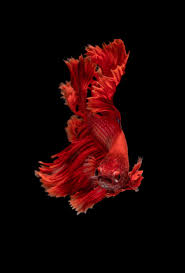 Thanks To Kyaw Tun For Making This Photo Available Freely On Unsplash Siamese Fighting Fish Animal Wallpaper Fish Wallpaper Iphone