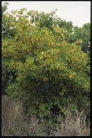 Image result for Carpodiptera africana