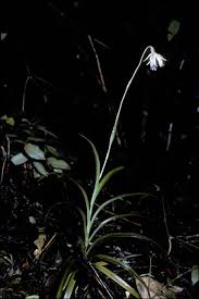 Image result for Burmannia