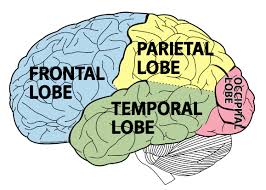 Although the symptoms of adhd begin in childhood, adhd can. Adhd The Brain