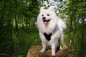 The goals and purposes of this breed standard include: Japan Spitz Rassebeschreibung Zooplus Hundemagazin