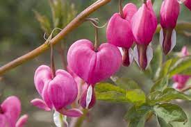 Pin On Flowers Wallpapers