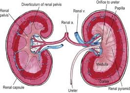 Stones from the kidney or ureters of cats have been diagnosed as calcium oxalate in 70% of cases. Kidney And Ureter Veterian Key