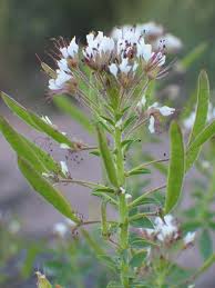 Image result for Cleomaceae