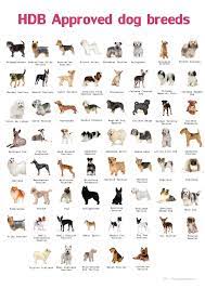 types of pets allowed in hdb dog breeds list dog breeds dog breeds chart