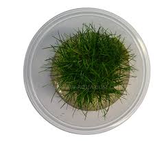 Image result for Eleocharis minima