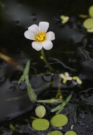 Image result for Cabombaceae