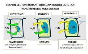 Apabila sel hewan berada pada lingku. Bila Tanaman Dalam Pot Disirami Dengan Air Garam Maka Akan Mengakibatkan Tumbuhan Mati Hal Ini Brainly Co Id