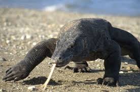 Rare And Endangered Animals Extinct And Endangered Animals Unusual Animals Extinct Animals