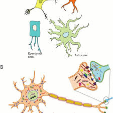 Non Neuronal Cells Of The Brain And Molecular Asymmetry In Neurons Download Scientific Diagram We believe in helping you find the product that is right for you. non neuronal cells of the brain and