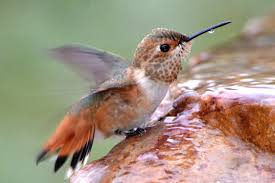 Bird Bath Fountain For Hummingbirds A Hummingbird Fountain Will Attract Hummers With Water Hummingbird Bird Bath Hummingbird Fountain Bird Fountain