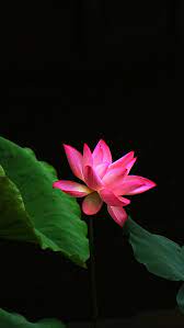 Jul 29, 2021 · description: 49 Lotus Flower Iphone Wallpaper On Wallpapersafari