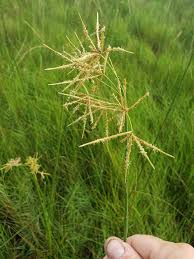 Image result for Cyperus articulatus