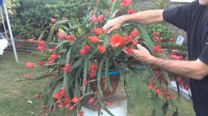 · epiphyllum in love for pc game reviews & metacritic score: Epiphyllum By Plantmansa