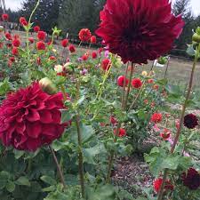 Spartacus Dinnerplate Dahlia Tuber New Etsy Summer Flowers Garden Fragrant Flowers Flowers Perennials