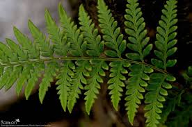 Image result for Pityrogramma aurantiaca