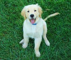 Are Golden Retrievers Hypoallergenic Canna Pet