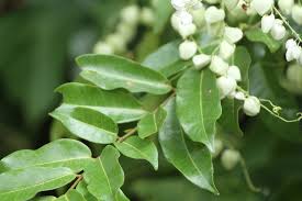 Image result for Eriosema pauciflorum