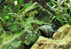 Clinical signs include bubbles in the skin, fins and eyes. How To Fight The 6 Most Common Types Of Algae In Your Fish Tank Aquarium Co Op