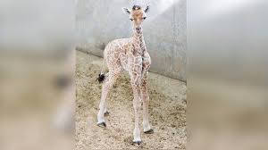 Fourth Baby Giraffe Born At Memphis Zoo