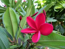 Red Chembakam Google Search Plumeria Trees To Plant Frangipani