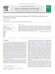 Image result for Vepris sansibarensis