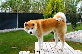 guzel japon kopegi kopek akita japonca