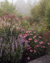 Coneflowers Veronica In A Perennial Border Garden Design Pink Purple And Green Color Combination For Cottage Natura In 2020 Garden Inspiration Perennial Garden Plants